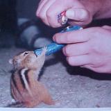 Употребление марихуаны в подростковом возрасте усиливает ее побочные эффекты в зрелости