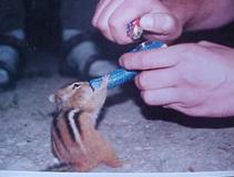 Употребление марихуаны в подростковом возрасте усиливает ее побочные эффекты в зрелости