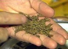 Марихуана становится крепче