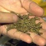 Марихуана становится крепче